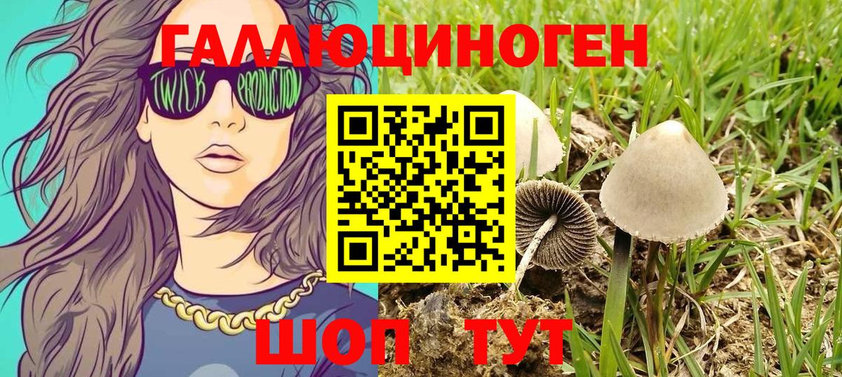 Галлюциногенные грибы Psilocybe Усть-Джегута